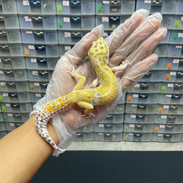 M-4 | HYPO TANGERINE - JANTAN
