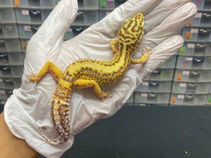 F-59 | BELL BOLD STRIPE - BETINA