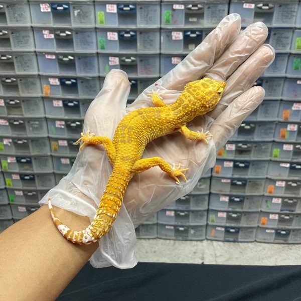 M-52 | SUNSPOT TREMPER - JANTAN
