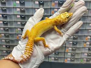 F-120 | APTOR - BETINA