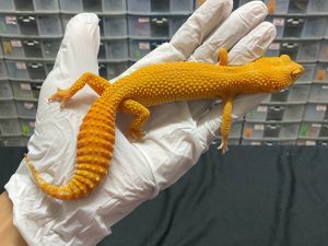 F-134 | SUNGLOW - BETINA