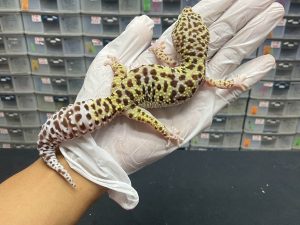 F-64 | MACKSNOW H. TREMPER - BETINA