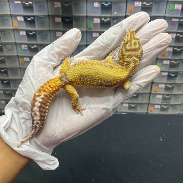 F-69 | TREMPER BOLD STRIPE - BETINA OVUL