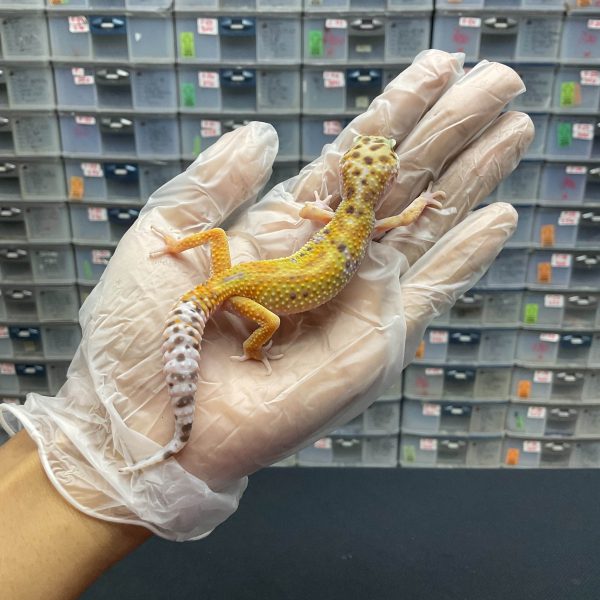J-18 | JUNGLE TANGERINE H. TREMPER - JANTAN