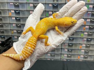 F-8 | SUNGLOW - BETINA OVUL