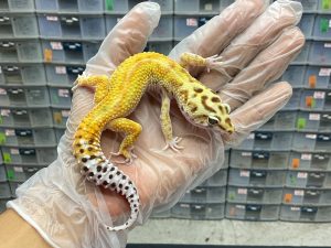 M-24 | EMERINE RED STRIPE H. TREMPER PH. RAPTOR - JANTAN