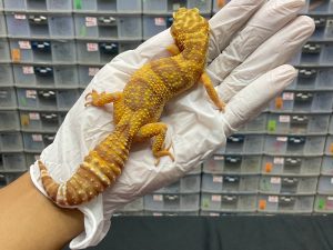 F-2 | TREMPER - BETINA