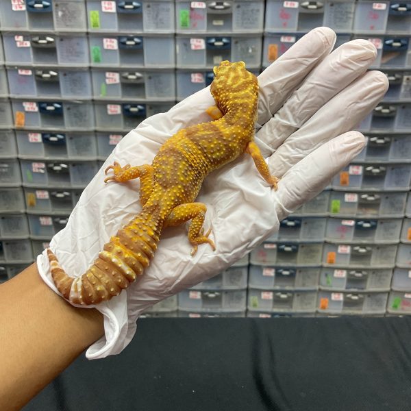 F-2 | TREMPER - BETINA