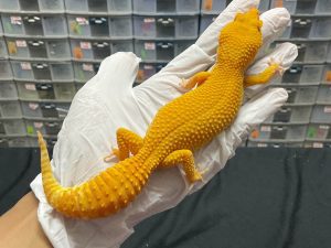 F-136 | SUNGLOW H. RAPTOR - BETINA