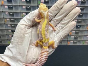 J-82 | TREMPER BOLD STRIPE - JANTAN