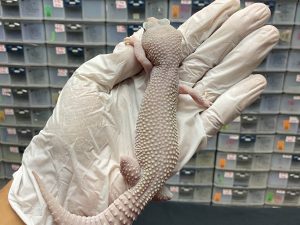 F-107 | MACKSNOW BLIZZARD MARBLE EYE - BETINA