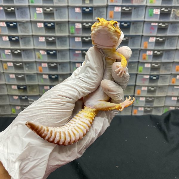 F-161 | TREMPER STRIPE - BETINA - Image 2