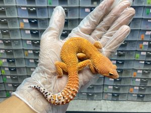 M-21 | HYPO EMERINE POSSIBLE INFERNO - JANTAN