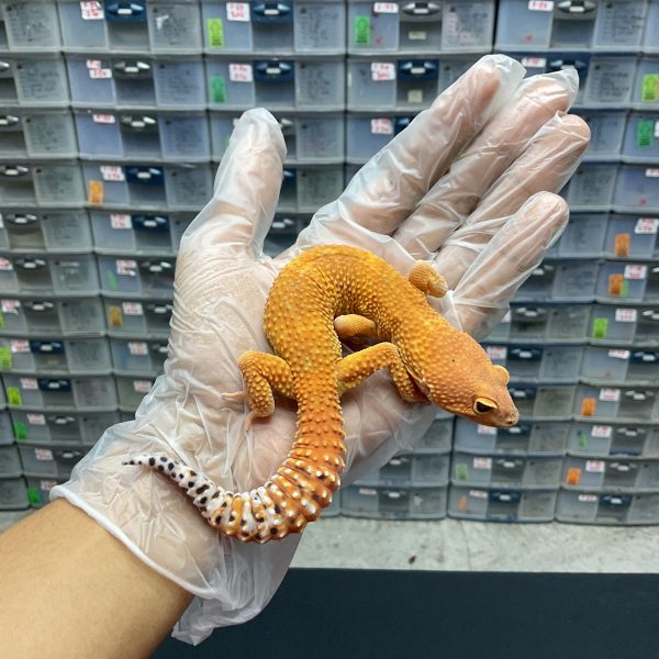 M-21 | HYPO EMERINE POSSIBLE INFERNO - JANTAN