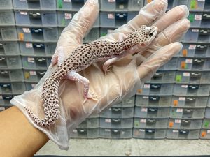 P-4 | PIED LINE SUPER PIED - BETINA