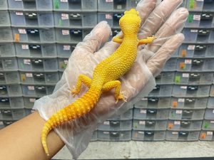 P-9 | SUNGLOW - BETINA OVUL