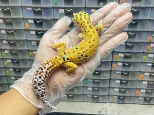 M-36 | TANGERINE PH.  TREMPER - JANTAN