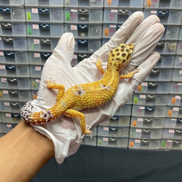 F-118 | HYPO TANGERINE - BETINA