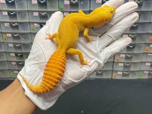 F-173 | SUNGLOW - BETINA