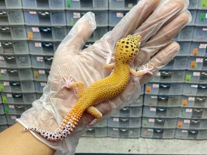 M-18 | SUPER HYPO TANGERINE ECLIPSE - JANTAN