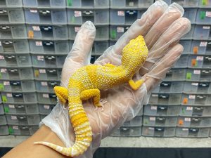 M-13 | TREMPER LAVENDER H. RAPTOR - JANTAN