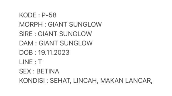 P-58 | GIANT SUNGLOW - 76gr - BETINA - Image 3