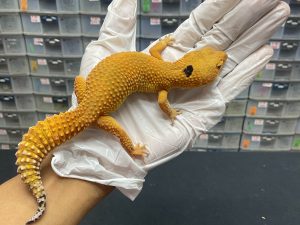 F-45 | SHTCTB PARADOX SPOT - BETINA