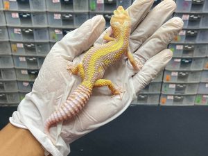 J-64 | TREMPER BOLD STRIPE - JANTAN