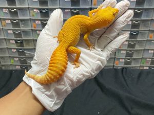 F-149 | SUNGLOW - BETINA OVUL