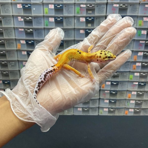 J-14 | WHITE N YELLOW RED STRIPE PH. TREMPER - JANTAN