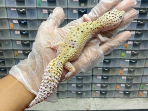 P-14 | MACKSNOW ECLIPSE POSSIBLE WHITE N YELLOW - BETINA OVUL