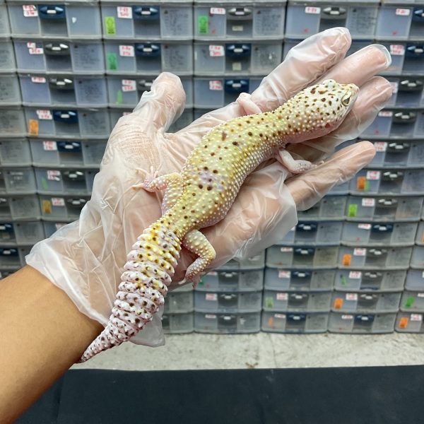 P-14 | MACKSNOW ECLIPSE POSSIBLE WHITE N YELLOW - BETINA OVUL