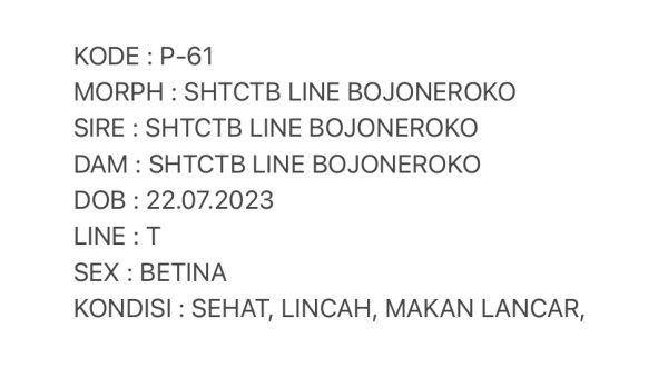 P-61 | SHTCTB LINE GIANT BOJONEROKO - 60 gr - BETINA OVUL - Image 3