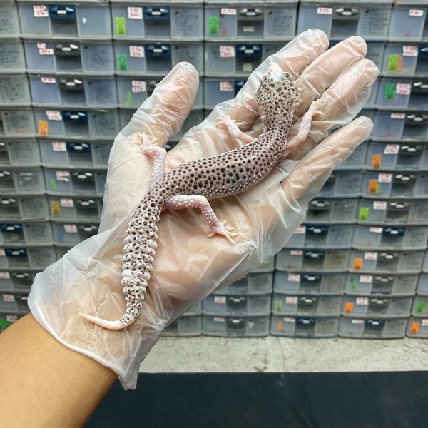 P-1 | PIED - BETINA