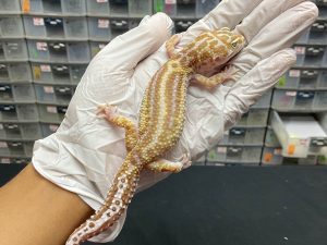 F-29 | TREMPER MACKSNOW BOLD STRIPE - BETINA OVUL