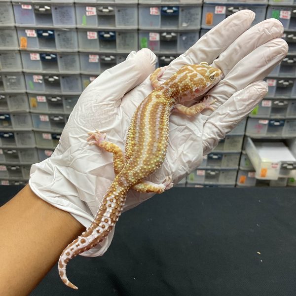 F-29 | TREMPER MACKSNOW BOLD STRIPE - BETINA OVUL