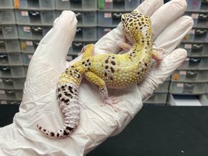 F-31 | ECLIPSE LINE MACKSNOW POSSIBLE WHITE N YELLOW - BETINA OVUL