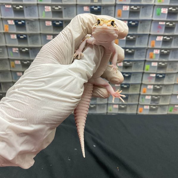 J-74 | EMERINE RED STRIPE ECLIPSE H. TREMPER - BETINA - Image 2