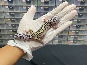 J-68 | MACKSNOW BOLD STRIPE PH. TREMPER - BETINA