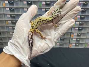 J-96 | BOLD STRIPE H. TREMPER - BETINA