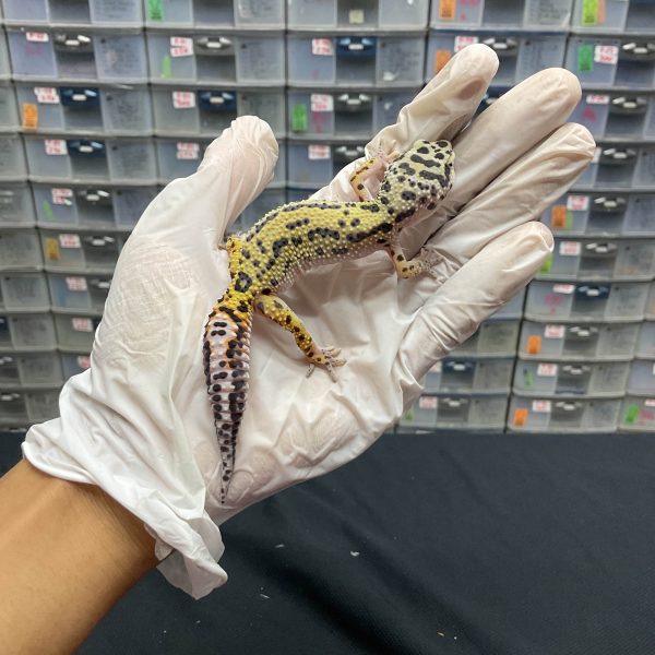 J-96 | BOLD STRIPE H. TREMPER - BETINA