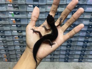 P-63 | BLACK NIGHT POSSIBLE HET. BELL - INCUB. BETINA