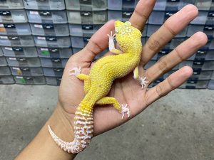 F-114 | MACK SNOW BLIZZARD RAPTOR - BETINA