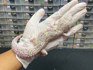 M-77 | MACKSNOW ECLIPSE - JANTAN