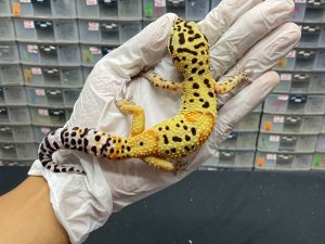 M-79 | EMERINE LINE TOMATO H. TREMPER - JANTAN