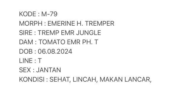 M-79 | EMERINE LINE TOMATO H. TREMPER - JANTAN - Image 3
