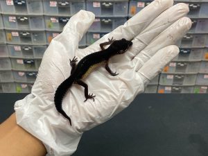 P-63 | BLACK NIGHT PH. BELL - INC. BETINA