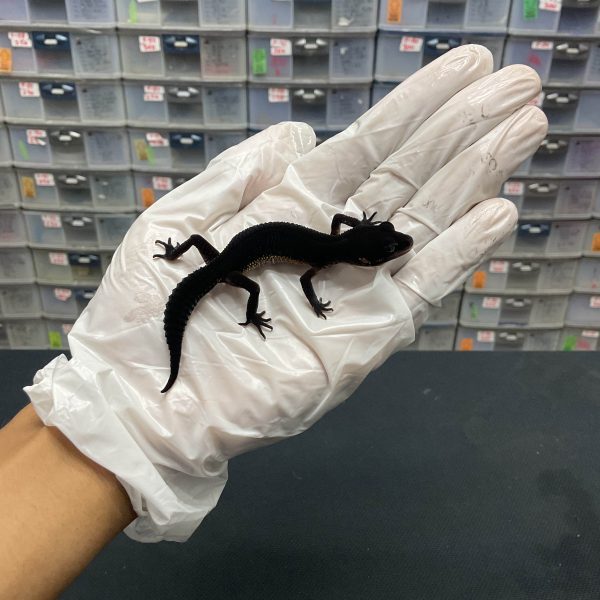 P-64 | BLACK NIGHT H. TREMPER - INC. JANTAN