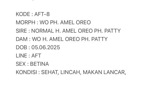 AFT-8 | WHITE OUT PH. AMELANISTIC OREO - BETINA - Image 3