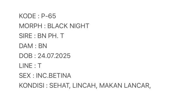 P-65 | BLACK NIGHT - INC.  BETINA - Image 3